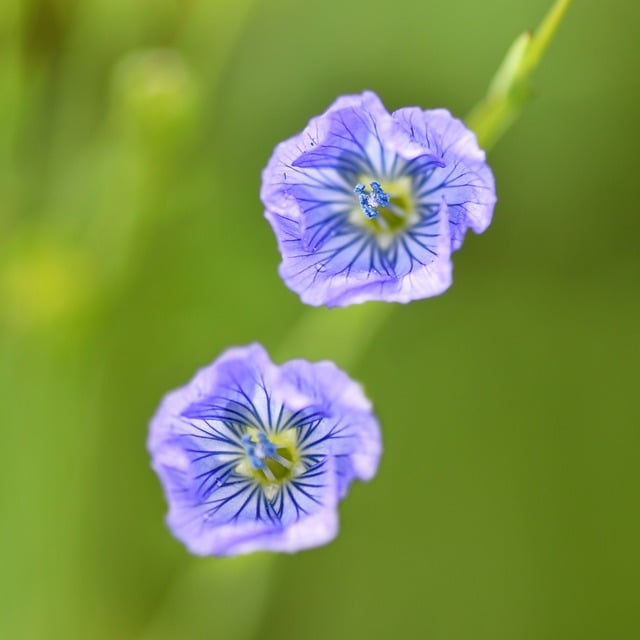 阶前紫花婆婆纳盛放 把春日细碎生机揉进三餐日常
