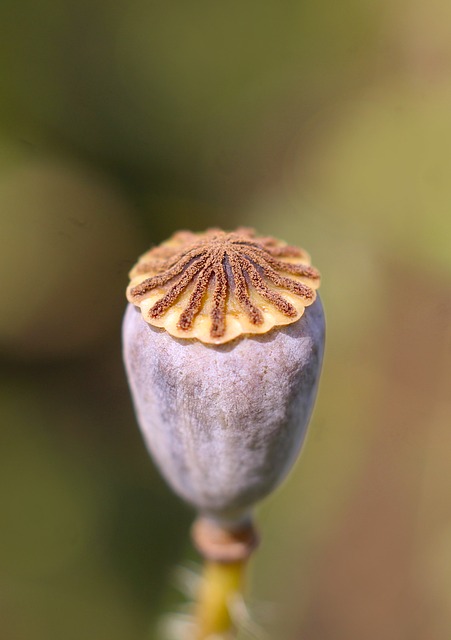 寄给阿栀的便条：郊野采回的干虞美人荚，攒了籽要寄给你