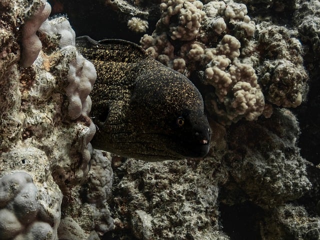 那次浅海浮潜遇见的海鳗 后来想起总念着那份隐秘灵动