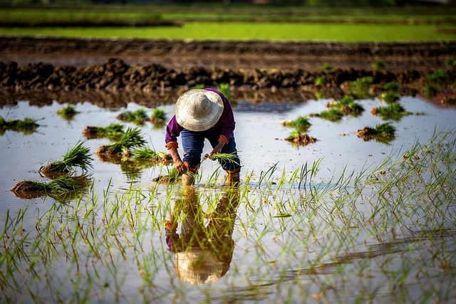 田埂岔路的偶然一瞥:草帽与秧苗浸在水色天光里