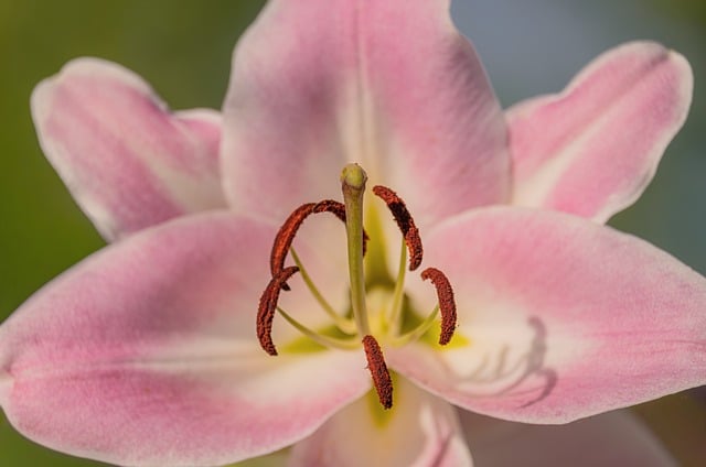 大暑晴日的粉百合:将家常烟火与季候风揉进花影