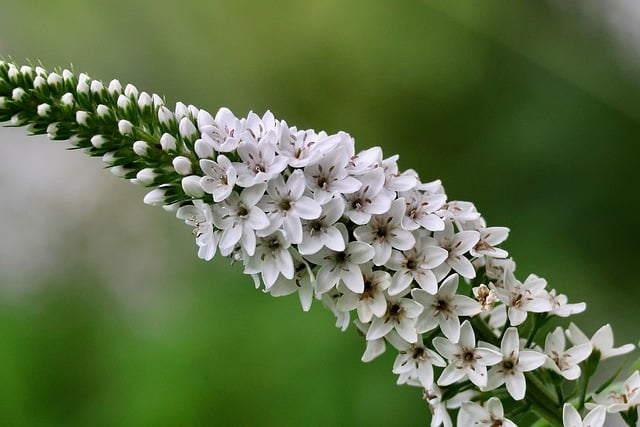 乡郊花境的午后：指尖蹭过一丛垂穗的泽珍珠菜