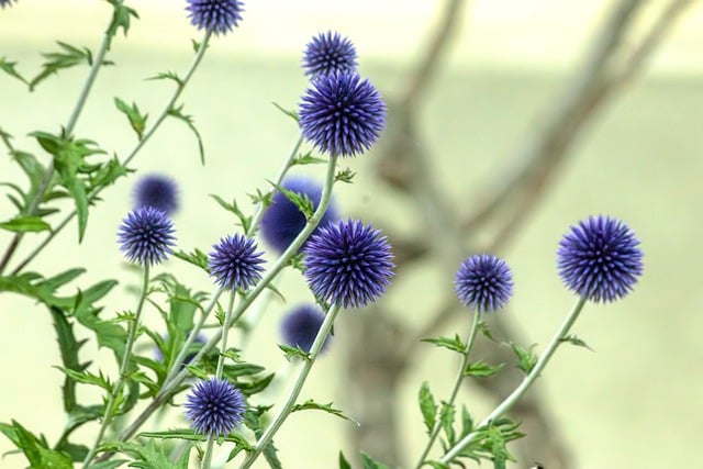 夏日园隅蹲守片刻 看清蓟花的细刺与待绽紫瓣