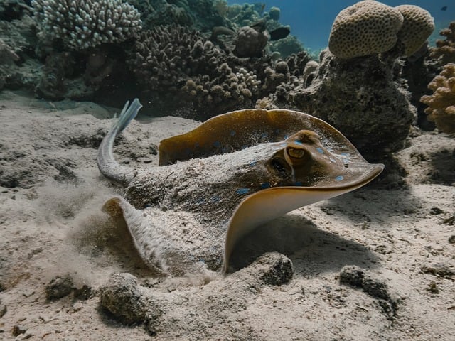 致阿柚：红海珊瑚礁海域偶遇蓝斑鳐的潜水手记