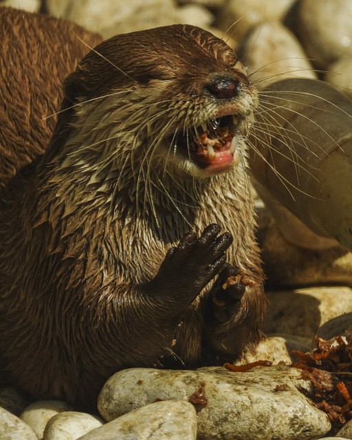 暮秋河湾偶遇水獭进食 牵出平淡日常里的山野风物意趣
