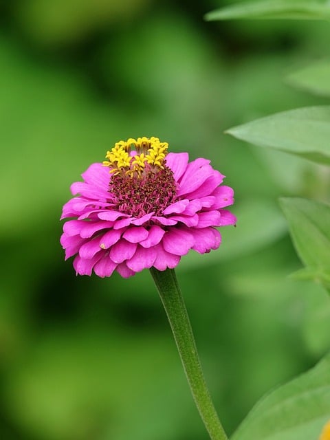 蹲守夏日花床 捕捉粉黄百日菊瓣上的微观细节