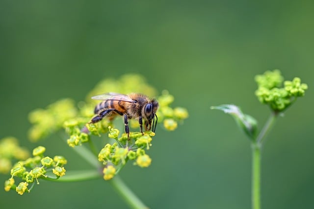 暮春晴日：欧防风花簇与花间忙碌的采粉蜂