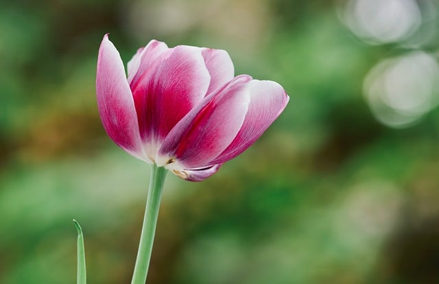春日粉色郁金香花束:藏着关于花苞开合的实用小常识