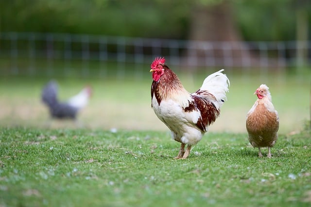 伏在乡野篱笆边 慢数鸡冠褶皱与鸡喙的轻啄节奏