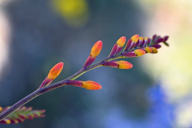 夏末老园里的橙黄花枝，藏着木架磨旧的时光痕迹