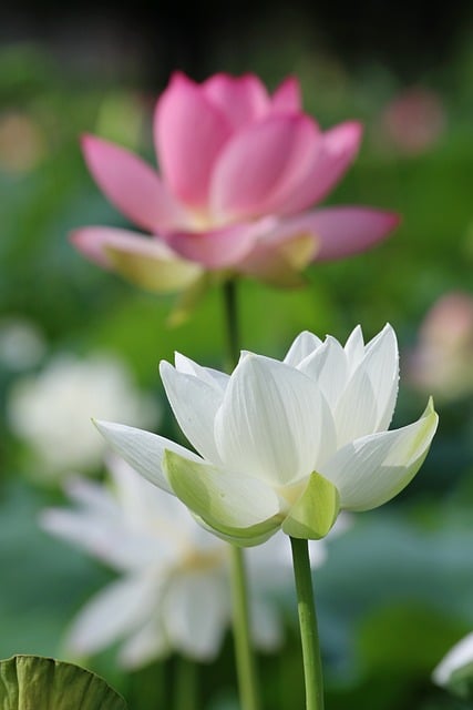 入夏荷塘粉白莲影摇曳 晕开三餐间隙的松弛暖意