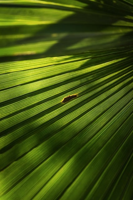 寄给阿栀的短笺：墙缝蕨叶间漏下的初夏日光