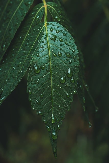 刚按下快门定格的林间细节 雨珠嵌在嫩绿新叶的瞬间