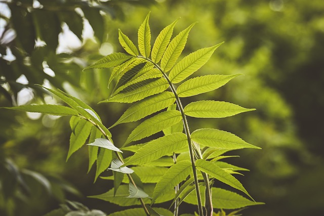 致阿栀：窗下的蕨叶攒了一整个夏天的软意