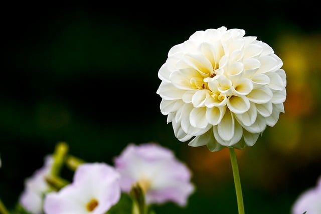 郊野半野园孤植白大丽花：夏光里的静谧绽放