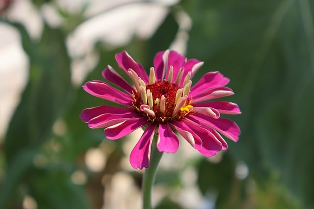 那年夏末院角的百日菊，后来想起总裹着软暖的日光气息