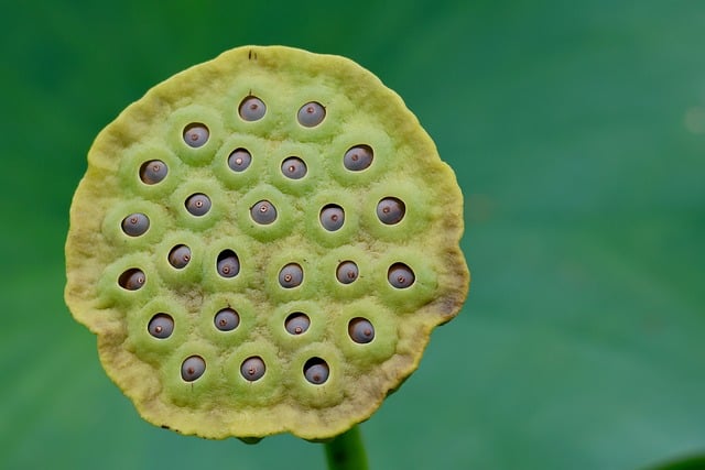 微距镜头下的青嫩莲房:藏着两则鲜为人知的植物小常识