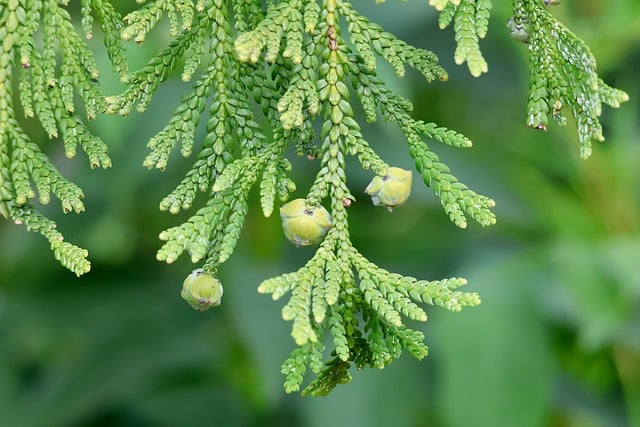 细赏柏枝小松果：藏在院景细节里的两处植物小常识