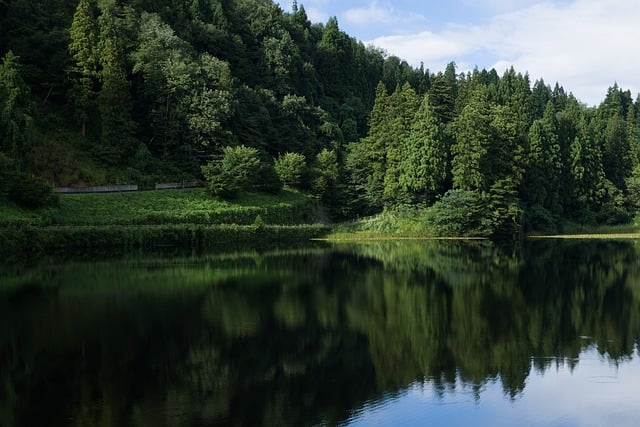 山形县林间湖畔：静候片刻捕捉到的微小生命与清湖倒影