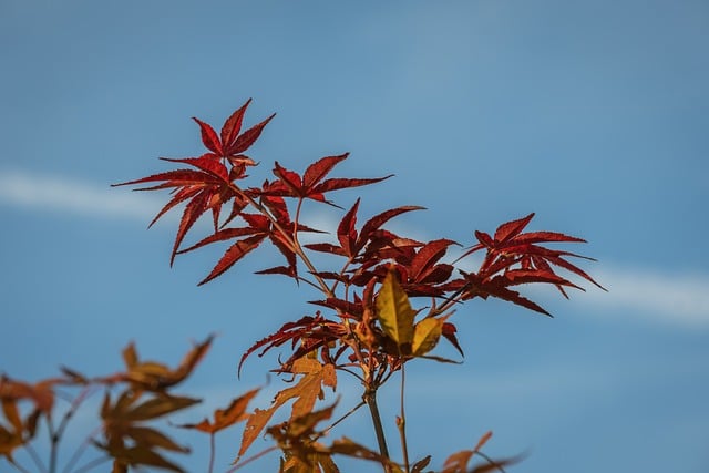 写给约好秋游的你：晴日里的枫树林与红果子