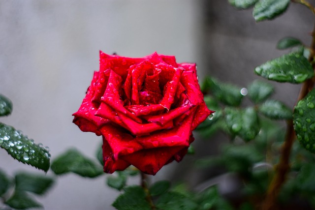 晨露缀红玫瑰：藏在花瓣间的两处养花小常识