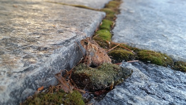 乔治亚湾畔步道石缝间：偶然撞见苔藓里的野生小生灵