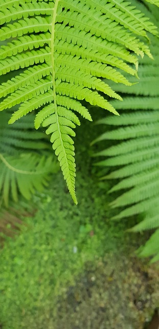 蹲身贴近蕨类叶丛 捕捉方寸间的自然细碎动静与光影