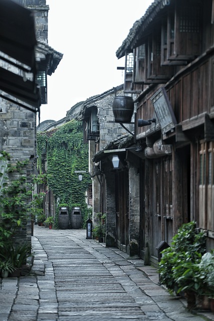 乌镇明清古巷微距观察：石缝草叶与微虫的细碎生机