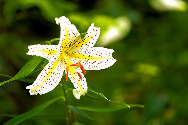 后来想起镰仓滨海草甸的山百合，那年夏末的淡香旧时光