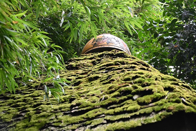 山边茅顶小屋爬满苍苔 镜头定格乡野无人惊扰的寻常光景