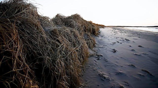 潮退沙脊岸畔：微距细察沙粒间的微小生命日常