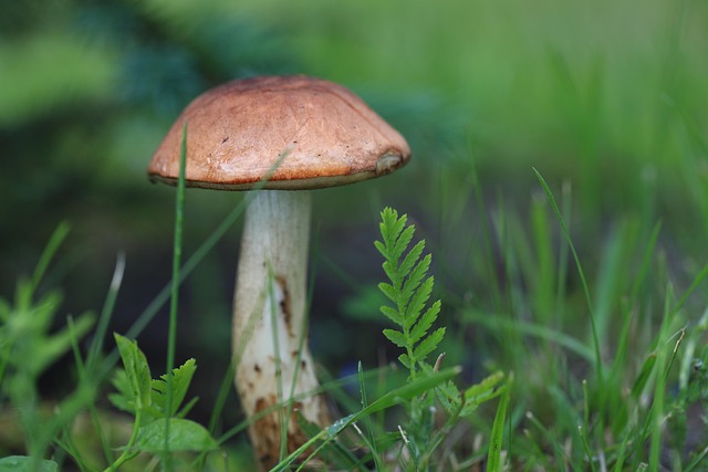 蹲守林间方寸地:看清牛肝菌与苔藓的细碎共生细节