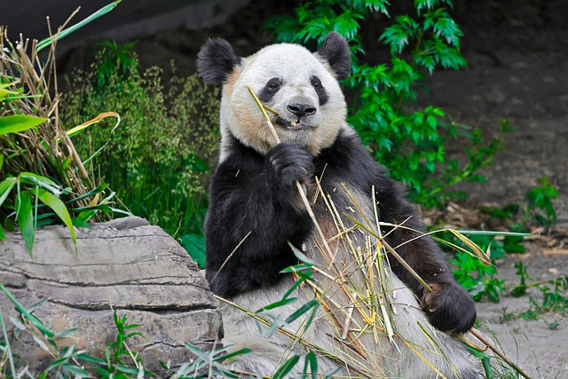 后来想起三年前成都熊猫基地的清晨，邂逅那只安安静静啃竹的大熊猫