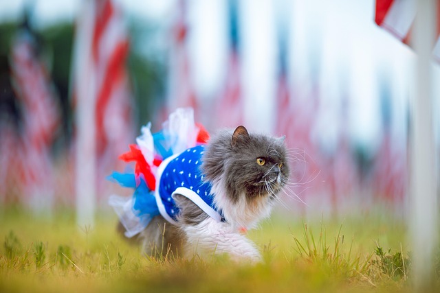 独立日街头撞见穿蓬蓬裙的波斯猫与星条旗的一瞬
