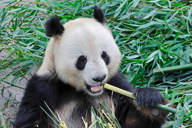 竹影下的微距捕捉：记录大熊猫啃食竹茎的细微瞬间