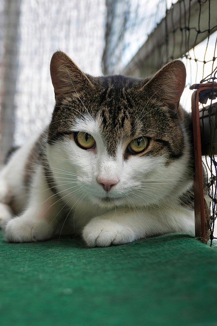 阳台暖阳里的橘白猫：解锁猫咪露肚皮的小常识