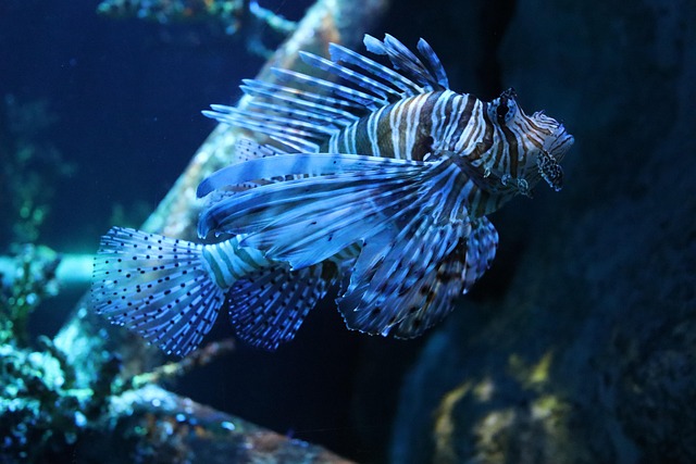 玻璃水族箱中的蓑鲉：水色、鳍纹与留白的细腻质感