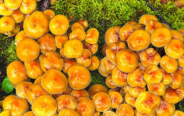 林间腐殖地上的蘑菇与苔藓：两处藏在脚下的自然小常识