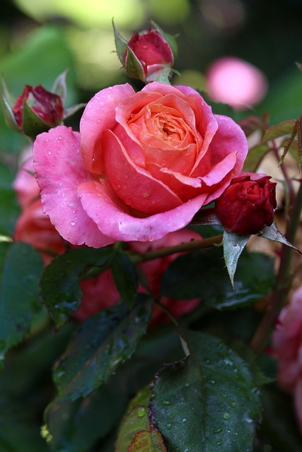 粉玫瑰簇拥的野餐餐桌:裹着草木甜香的松弛下午茶时刻