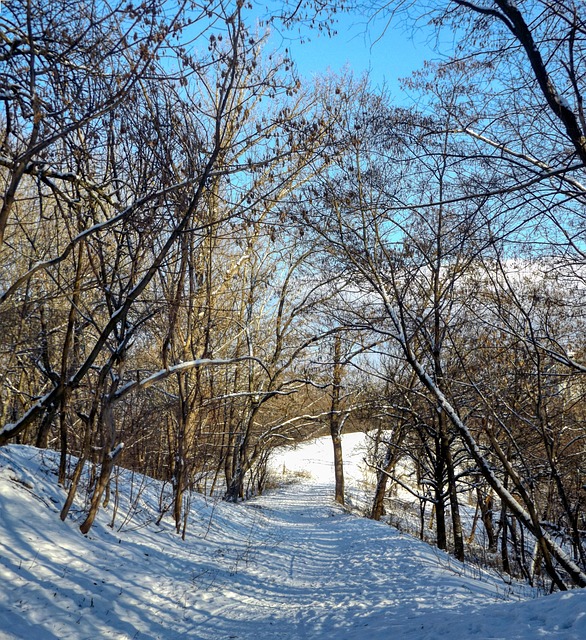暮色覆雪的林间步道 独享这份松弛的独处时刻