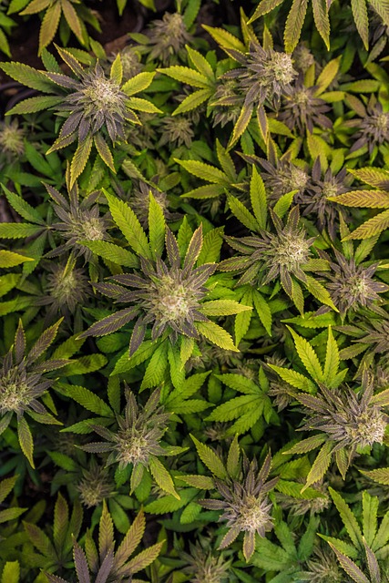 秋日露台草本轻食小聚 带着山野气息的温软滋味与细碎分享