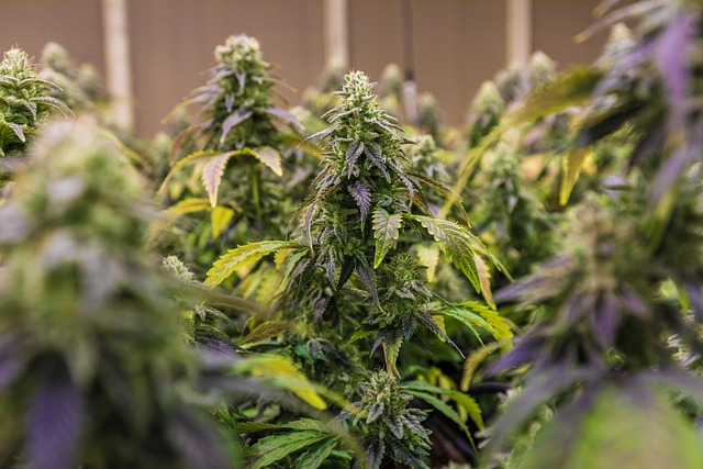 写给阿栀的短笺：郊野花田与手边的安心草本