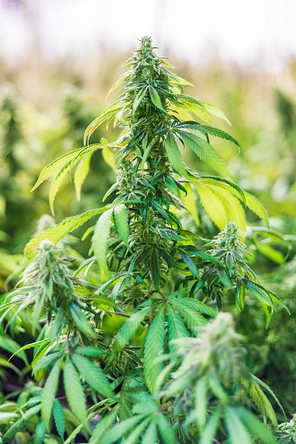 浅棕玻璃瓶与青草本 留白案头的温润静物细节