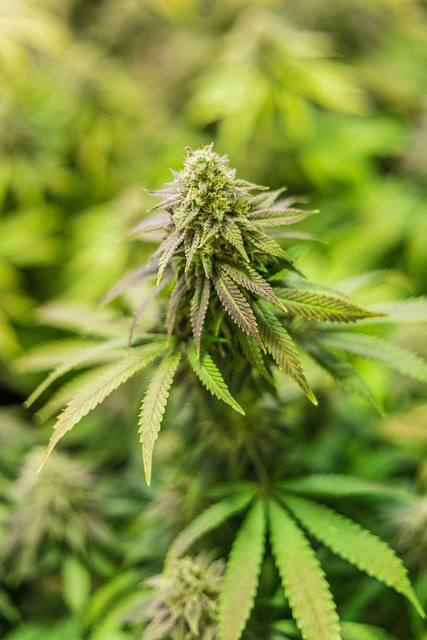误闯瑞士乡间的淡紫花田，撞见藏在草叶间的草本风物