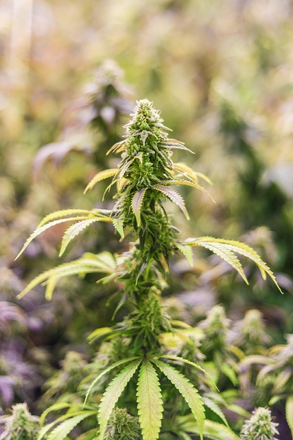 初夏街角撞见草本货摊 接住街头慢节奏的细碎烟火气