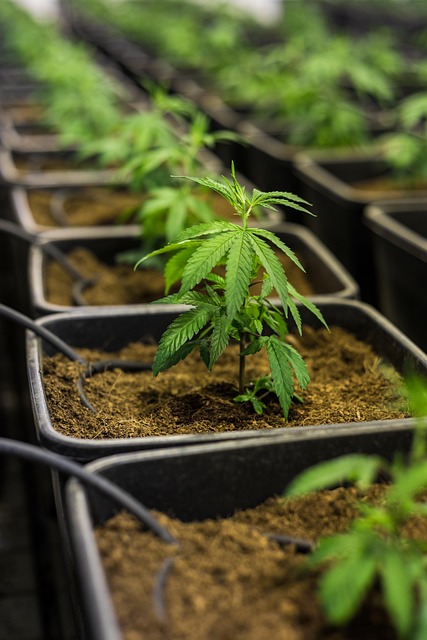 街角木窗的草本摊 撞见晚春街头的偶然一瞬