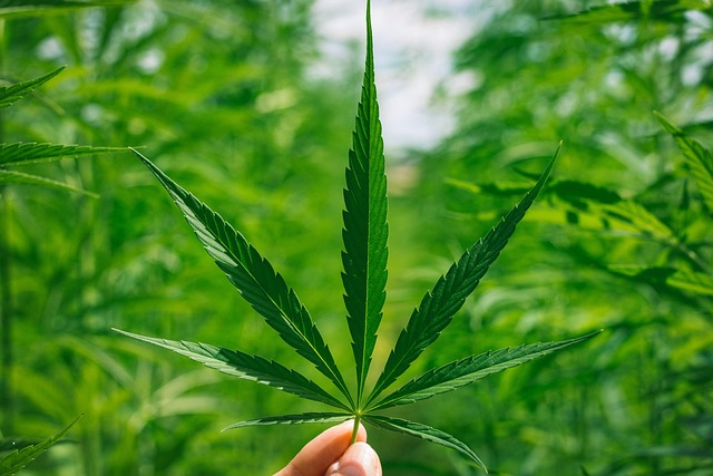 案头的大麻叶：两则藏在药草里的实用小常识