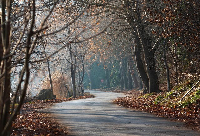 沿郊野林间盘山公路绕错路，竟撞见美术馆级的油画实景