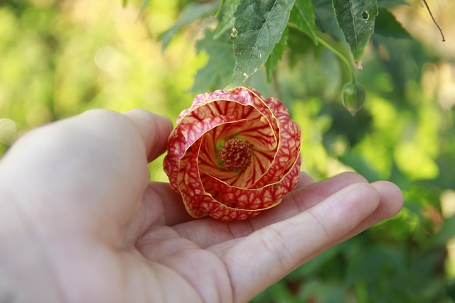 夕照沾在粉白花簇上，一盏纸灯静悬在小院暮色里