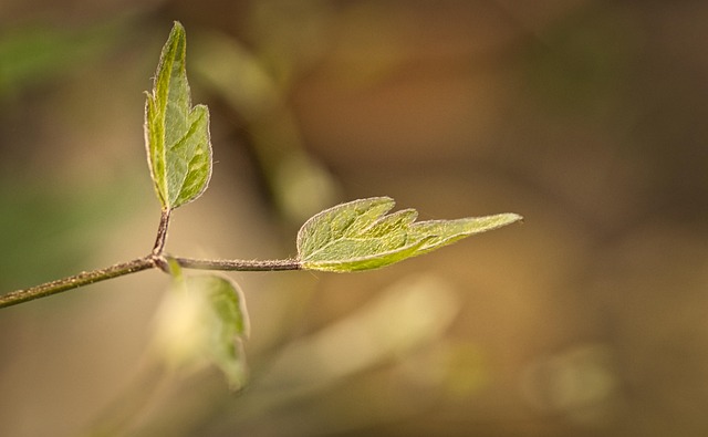 给好友的春日便笺：窗沿攒着满枝新抽的芽叶